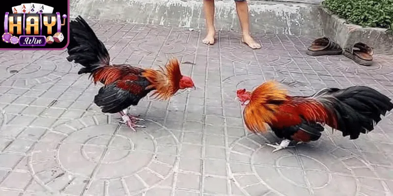 Đá gà cựa dao thu hút nhịp thi đấu